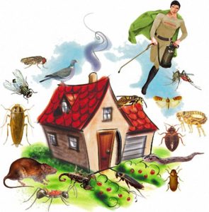 شركة مكافحة حشرات بنجران